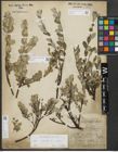 Foto von Salix repens subsp. repens L.